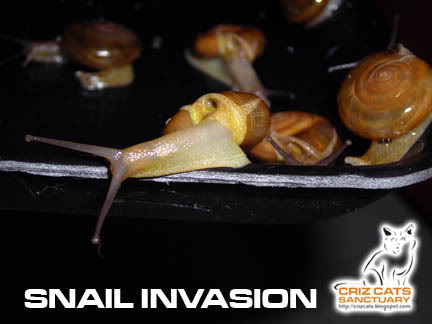 INVASION04