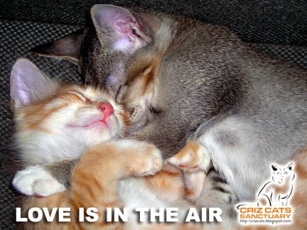 LOVE IN THE AIR