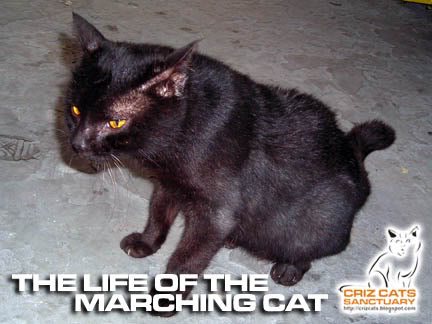 MARCHCAT01