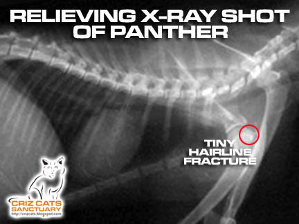 PANTHER X-RAY